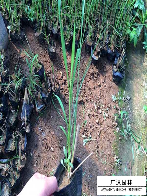 細(xì)葉芒草的生命力頑強(qiáng)嗎(圖1)
