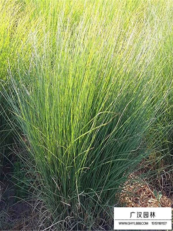 細(xì)葉芒草的生命力頑強(qiáng)嗎(圖3)