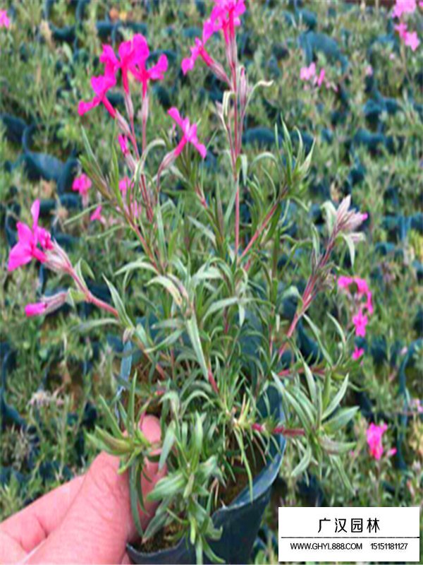 叢生福祿考(圖1)