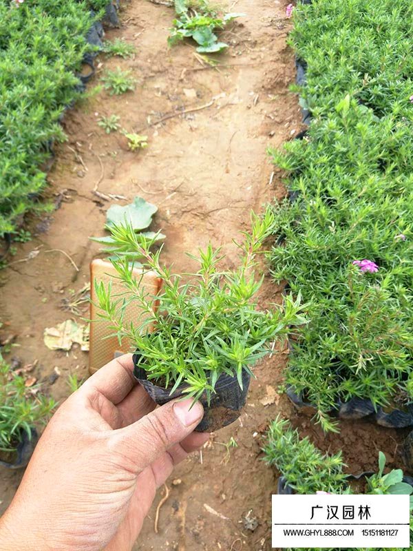 叢生福祿考(圖3)