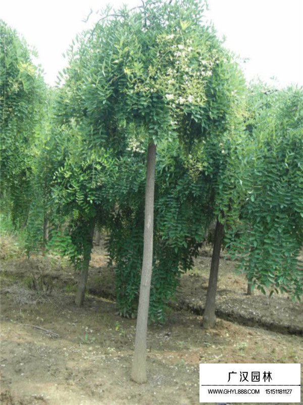 垂槐價格多少(圖3)