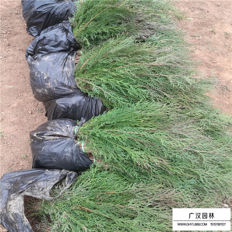 側(cè)柏小苗如何繁殖呢(圖2)