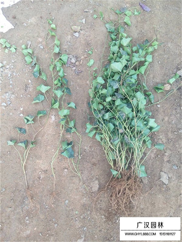 常春藤小苗種植基地(圖3)