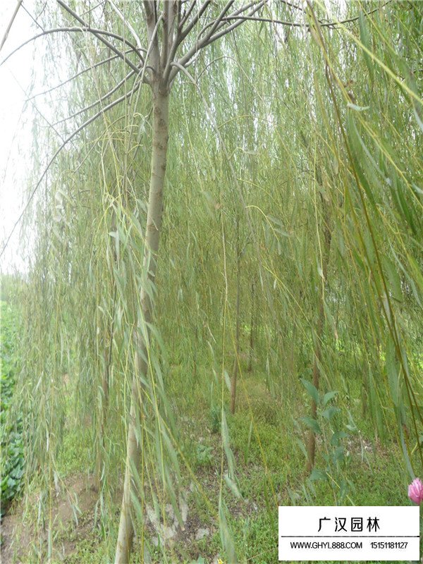 垂柳種植基地沭陽(yáng)縣廣漢園林(圖1)
