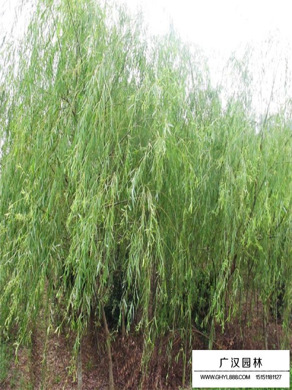 垂柳種植基地沭陽(yáng)縣廣漢園林(圖2)