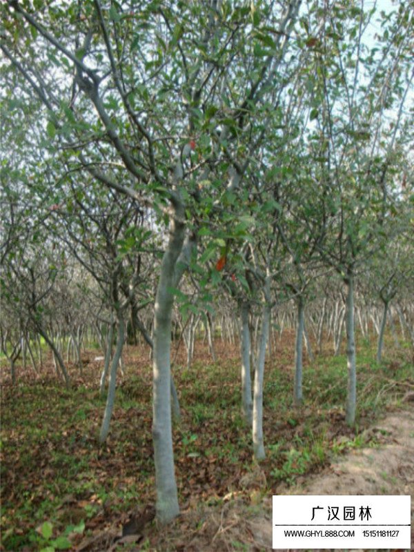 垂絲海棠多少錢一棵(圖1)