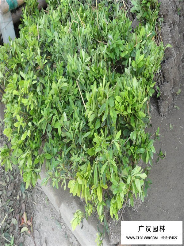 春鵑小苗介紹(圖2)