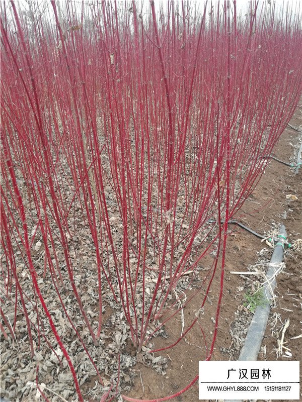 叢生紅瑞木是什么樣(圖2)