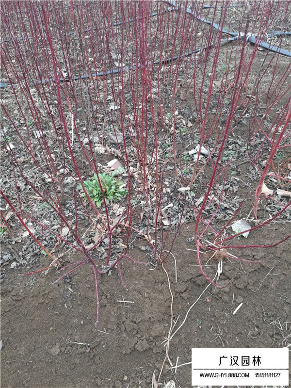 叢生紅瑞木是什么樣(圖3)