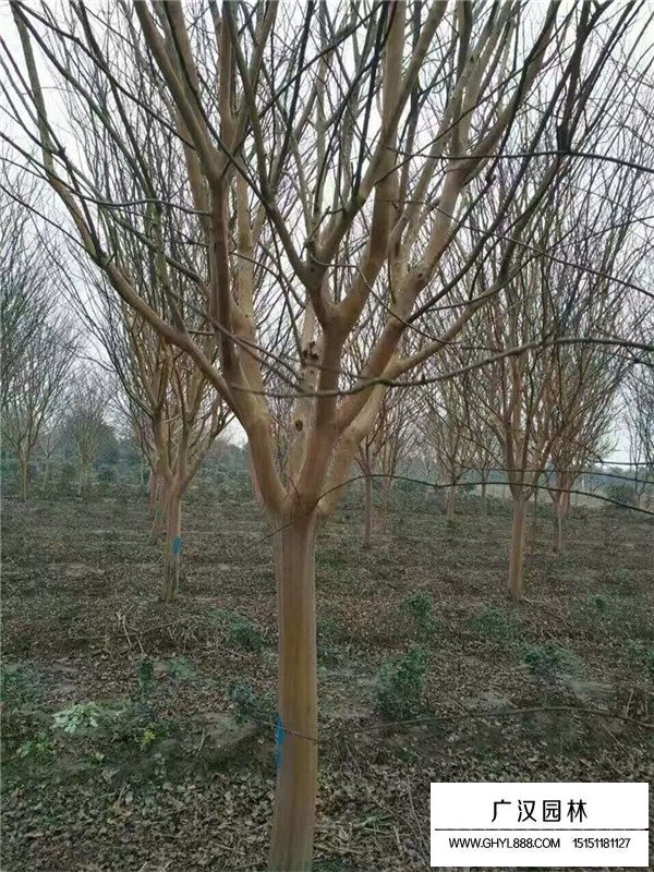 大花紫薇小苗哪里多(圖2)