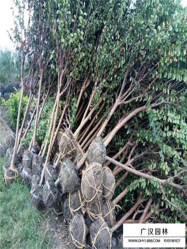 大花紫薇小苗哪里多(圖3)