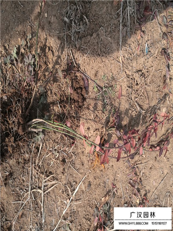 小葉扶芳藤(圖5)