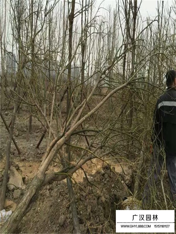 國槐的價格多少錢(圖3)