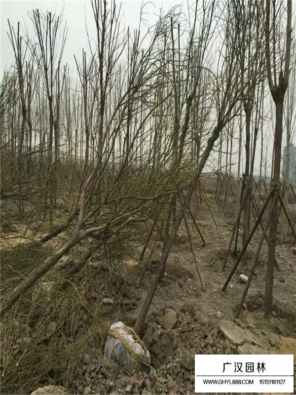 國槐的價格多少錢(圖1)