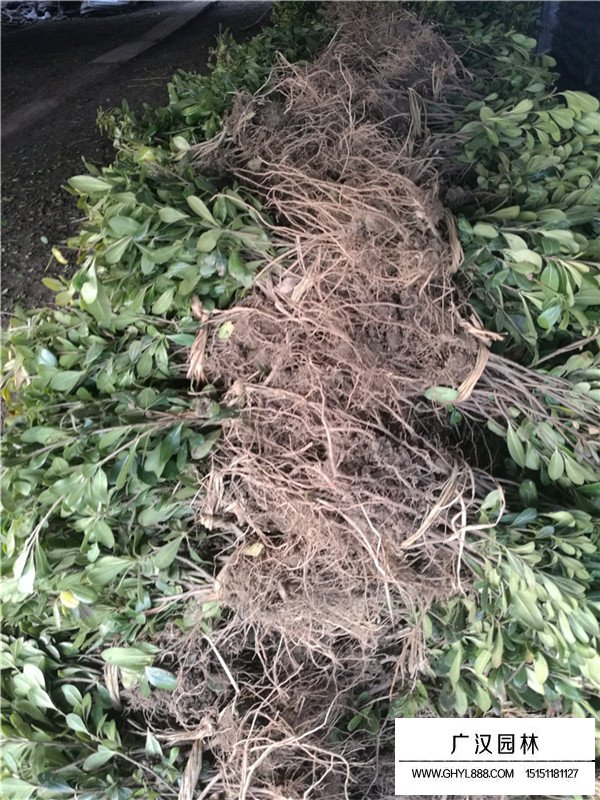 海桐小苗多少錢(圖1)