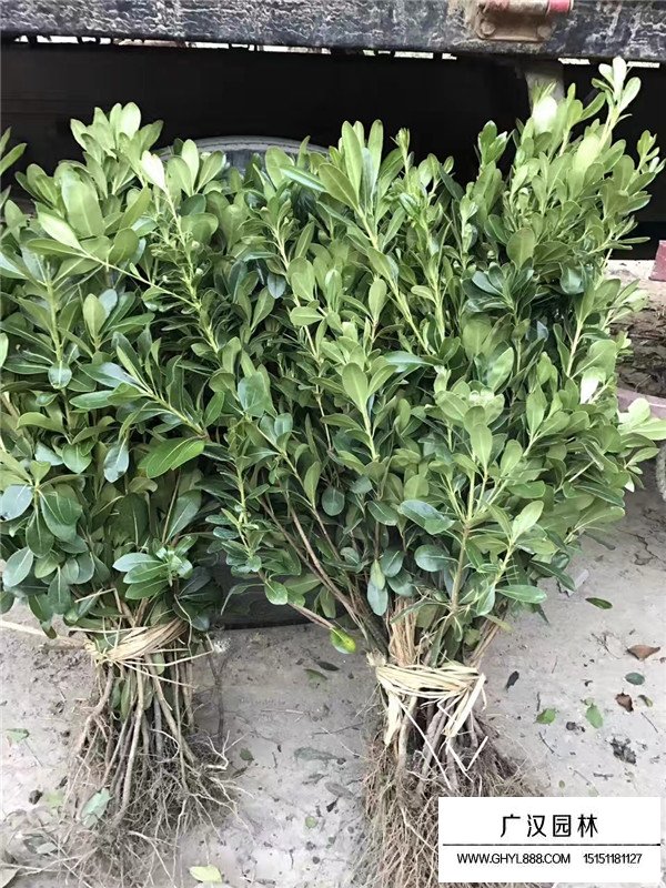 海桐小苗多少錢(圖2)