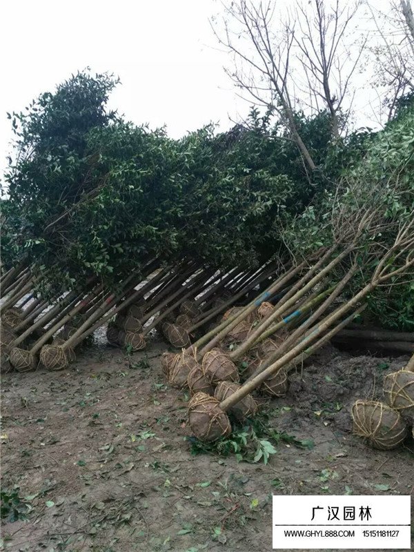 大葉女貞簡介(圖3)