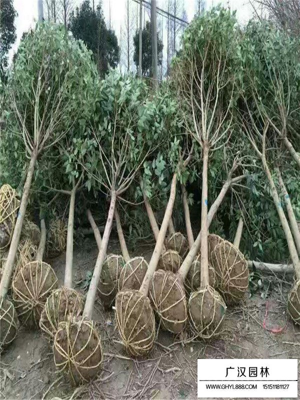 大葉女貞價格表(圖1)