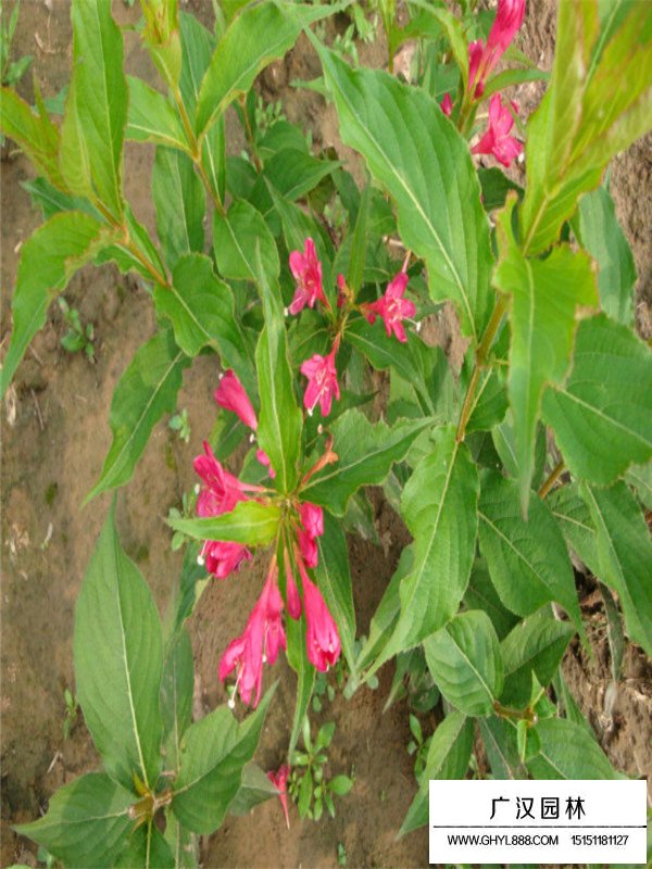 紅王子錦帶價(jià)格行情怎么樣(圖1)