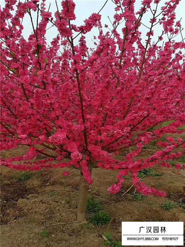 紅葉碧桃價格是多少(圖3)