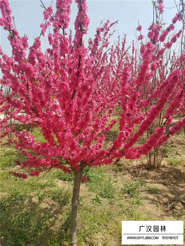 紅葉碧桃價格是多少(圖4)