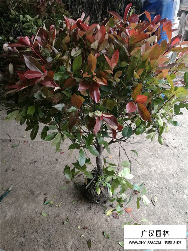 紅葉石楠球最新價(jià)格(圖1)