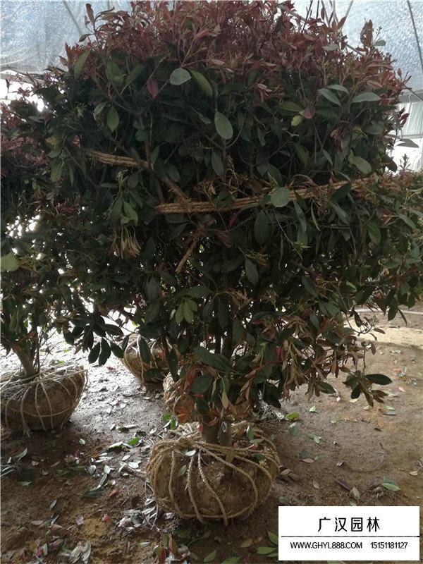 紅葉石楠球最新價(jià)格(圖2)