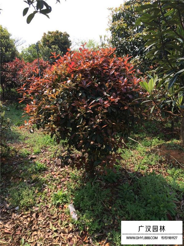 紅葉石楠球最新價(jià)格(圖3)