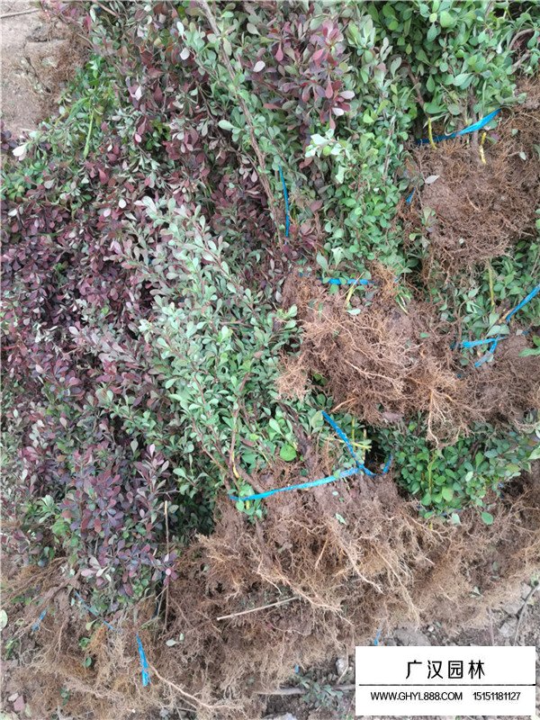 紅葉小檗的最新價(jià)格(圖2)