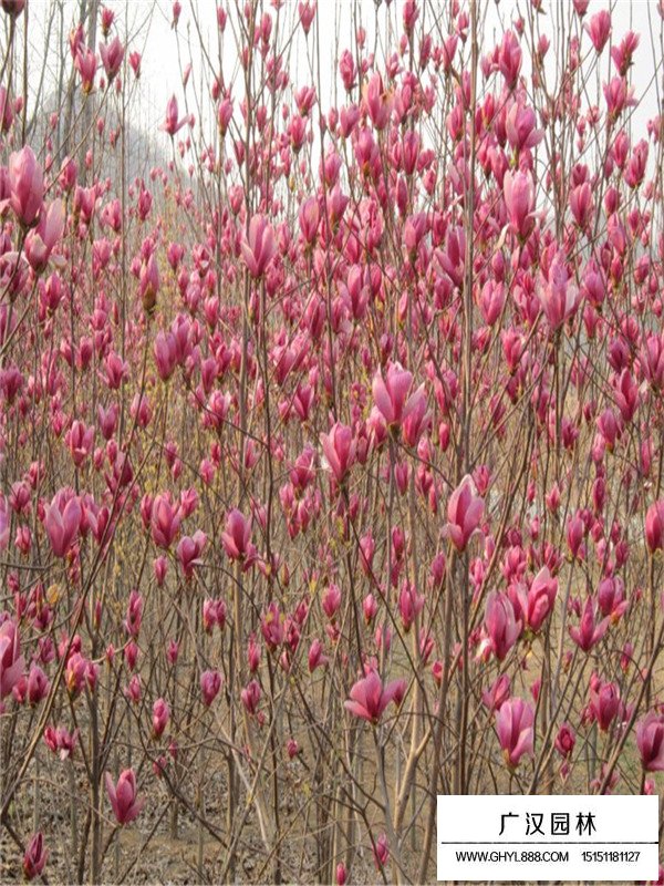 紅玉蘭基地在哪里？(圖2)