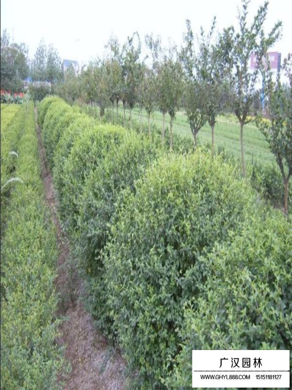 火棘球的最新價格(圖2)