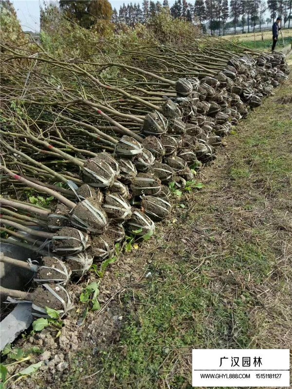 雞爪槭怎么種植(圖1)