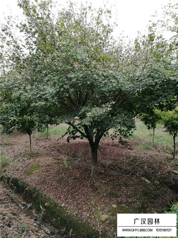 雞爪槭怎么種植(圖3)