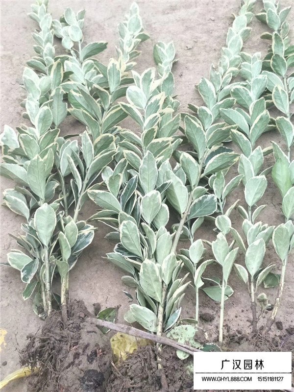 金邊黃楊價格(圖1)