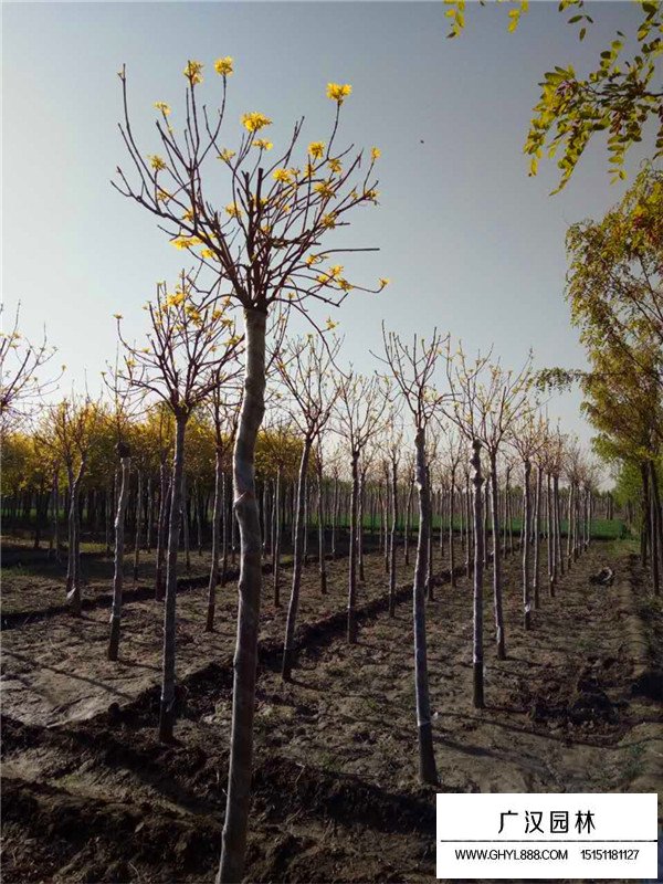 金葉白蠟基地在哪里？(圖2)