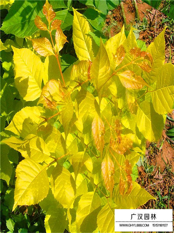 金葉白蠟價(jià)格是多少(圖2)