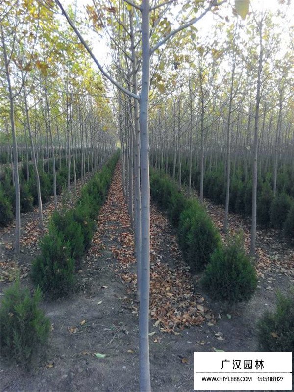 金葉白蠟價(jià)格是多少(圖3)