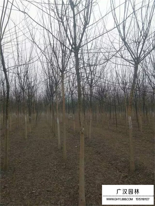 金葉國槐價格是多少？(圖2)