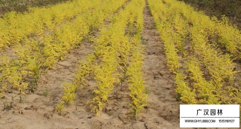 金葉國槐小苗怎么嫁接的(圖1)