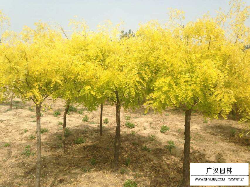 金葉國槐小苗怎么嫁接的(圖2)