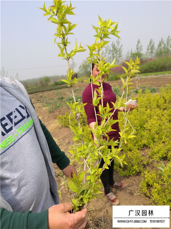 金葉錦帶長什么樣(圖1)