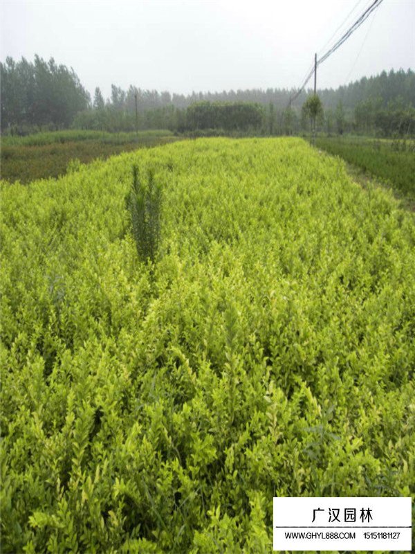 什么是金葉女貞籬？(圖3)