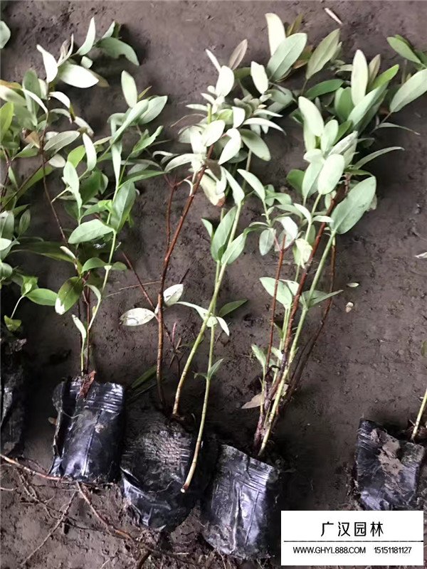 金絲桃多少錢一棵(圖2)