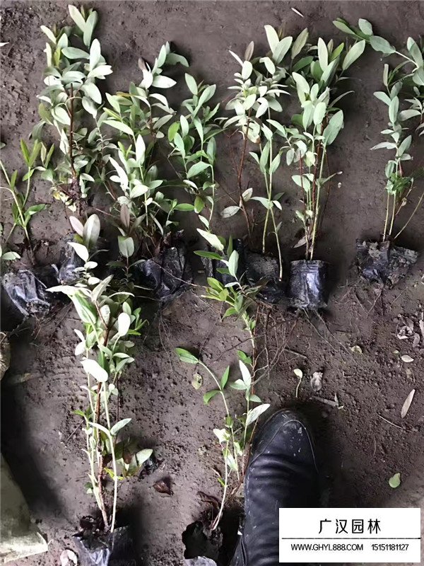 金絲桃多少錢一棵(圖3)