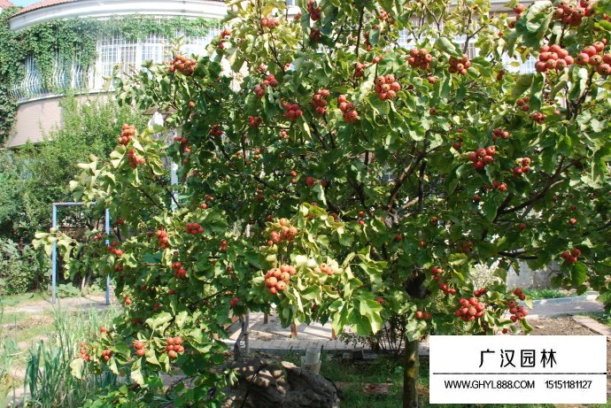 山楂樹(圖1)