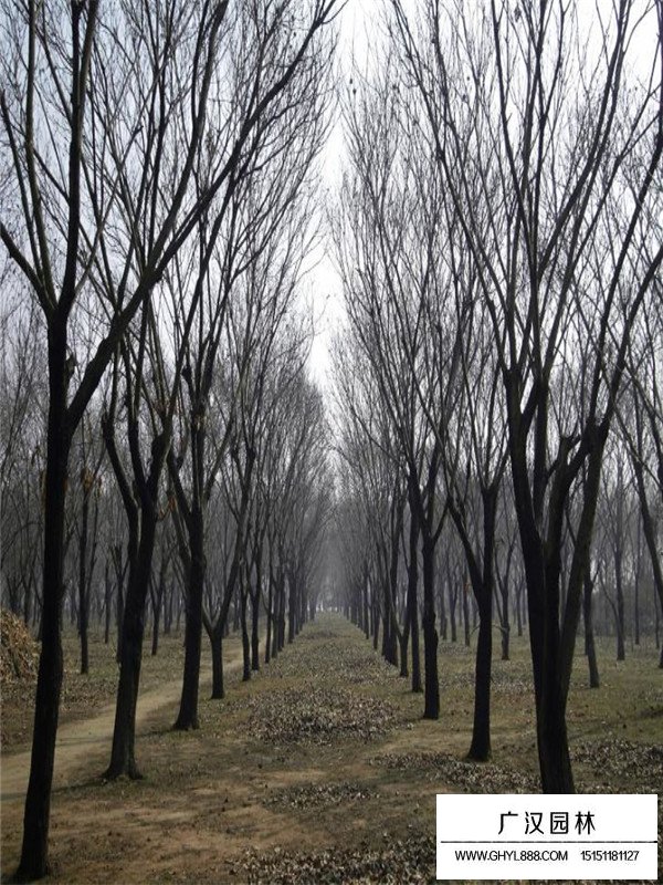 板栗樹(shù)(圖7)