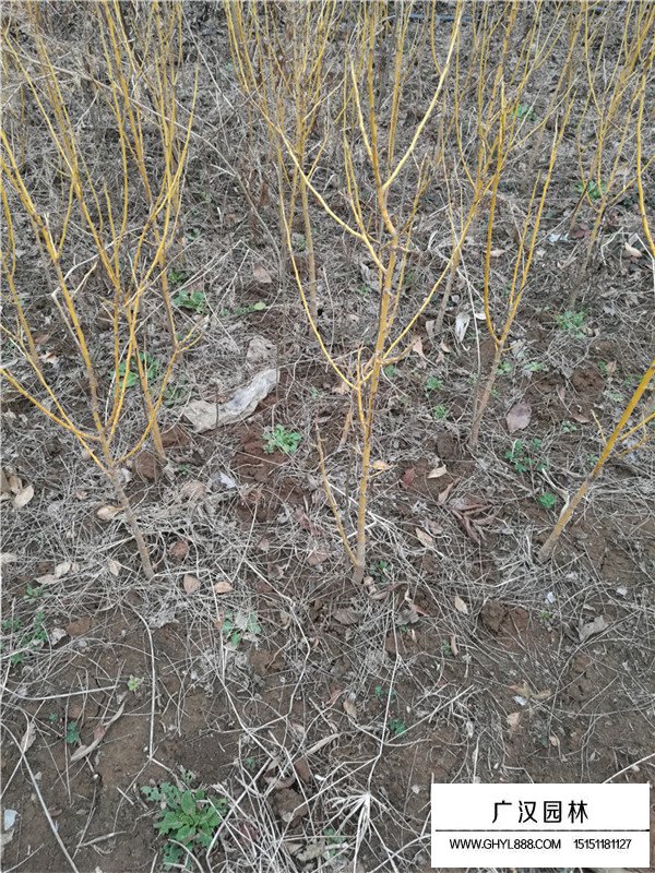 金枝槐如何嫁接(圖2)