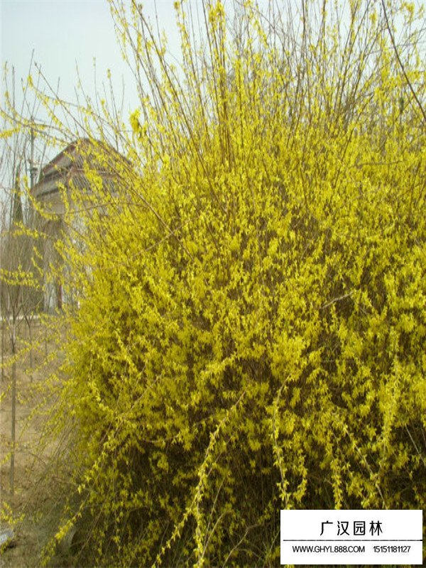 連翹小苗怎么種植？(圖3)