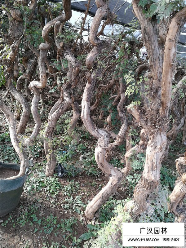 凌霄花怎么種植？(圖3)