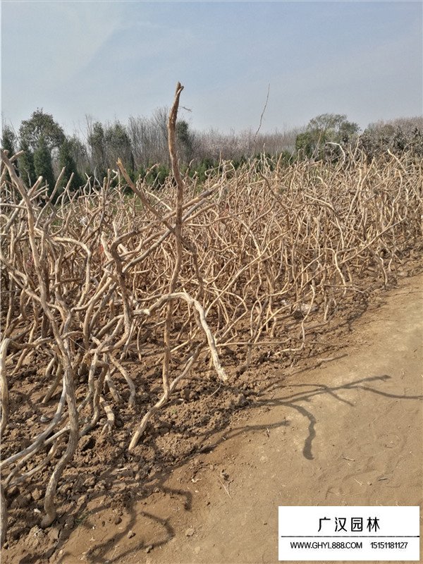 凌霄怎么繁殖？(圖1)